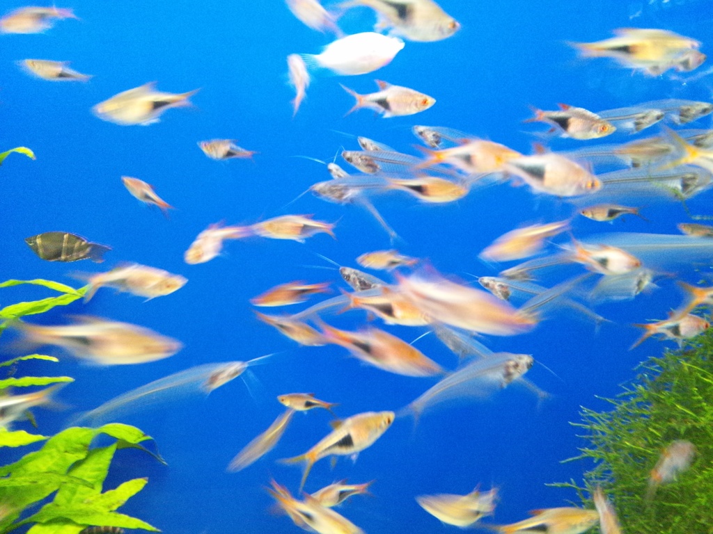 透明な魚。動きについていけず、より透き通っている一枚となりました。