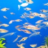 透明な魚。動きについていけず、より透き通っている一枚となりました。