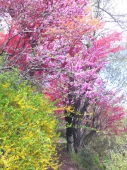 色とりどり、花見山の春