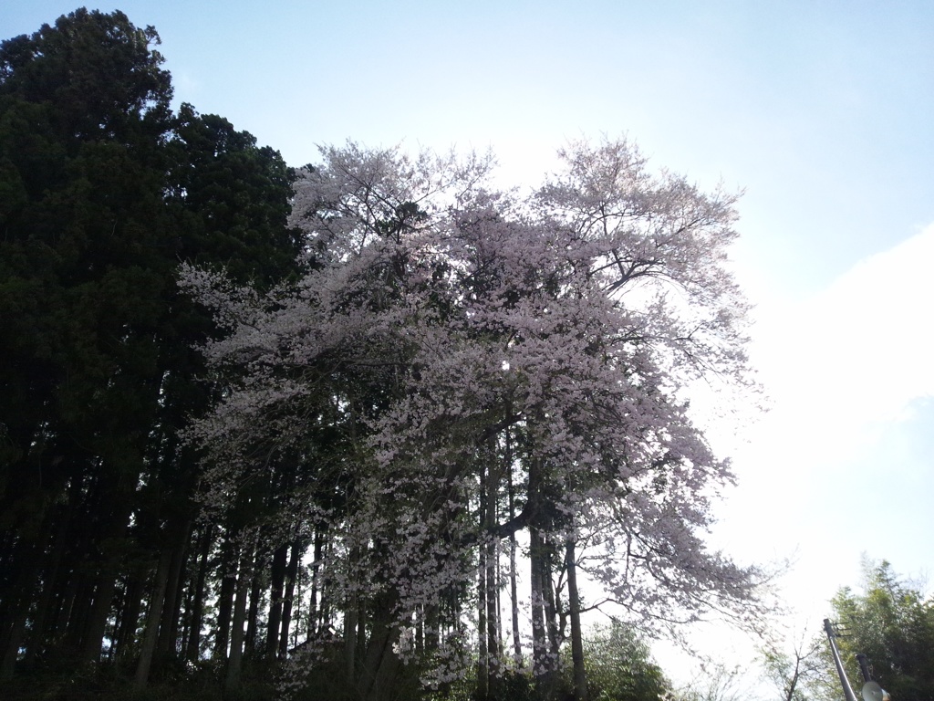 ふくしまの桜