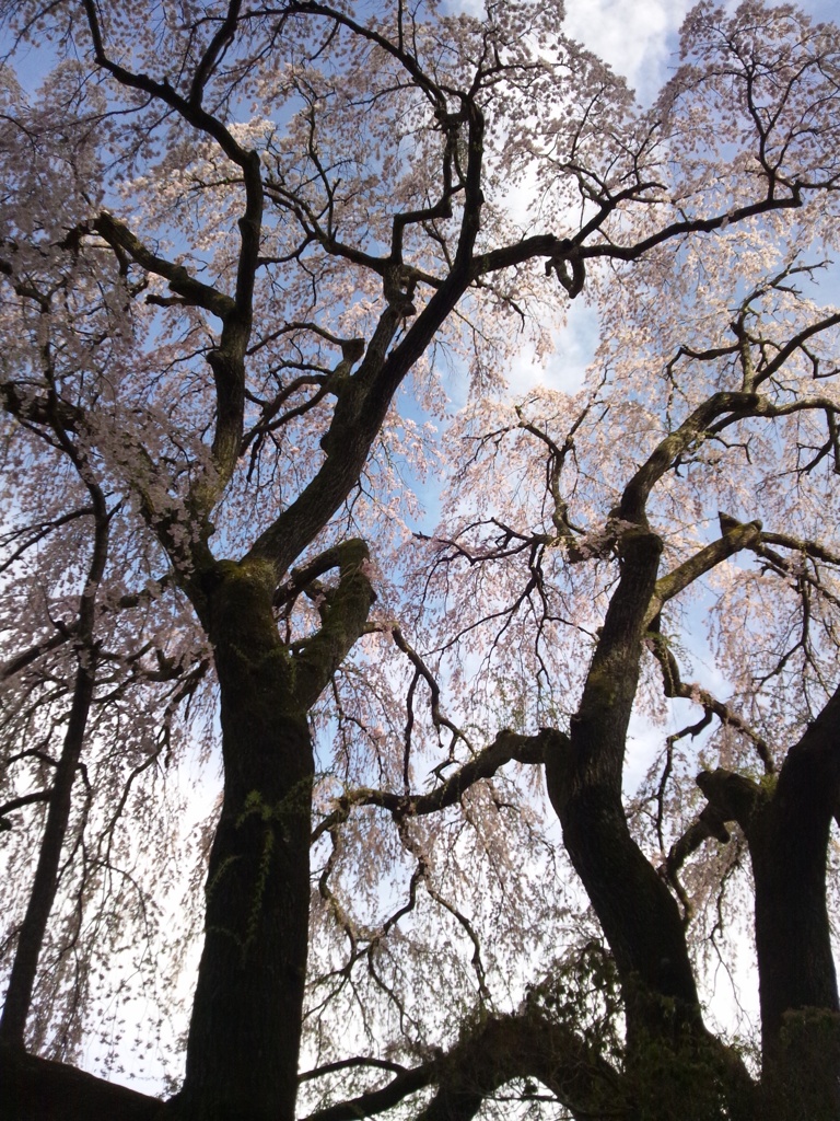 しだれ桜の後ろ姿