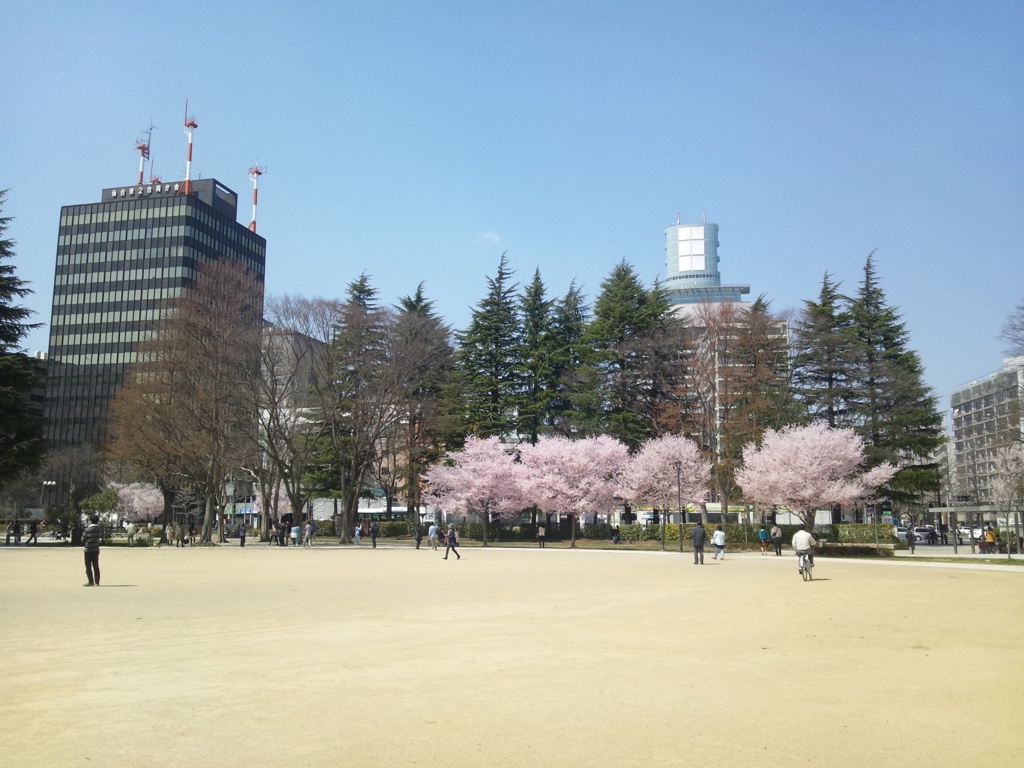 仙台の桜。