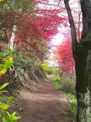 小さな山道