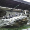 岩場がお気に入りのペンギン達。