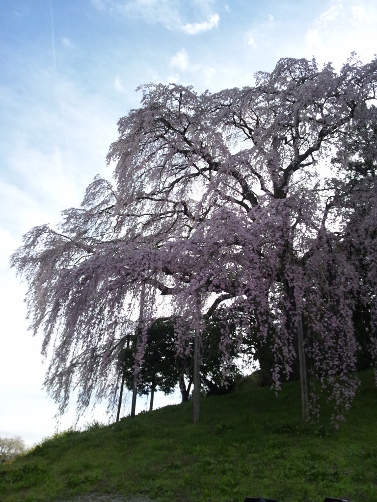 合戦場のしだれ桜