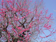 紅色の梅の花。