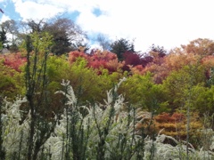 花々の競演