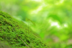 新芽息吹く。