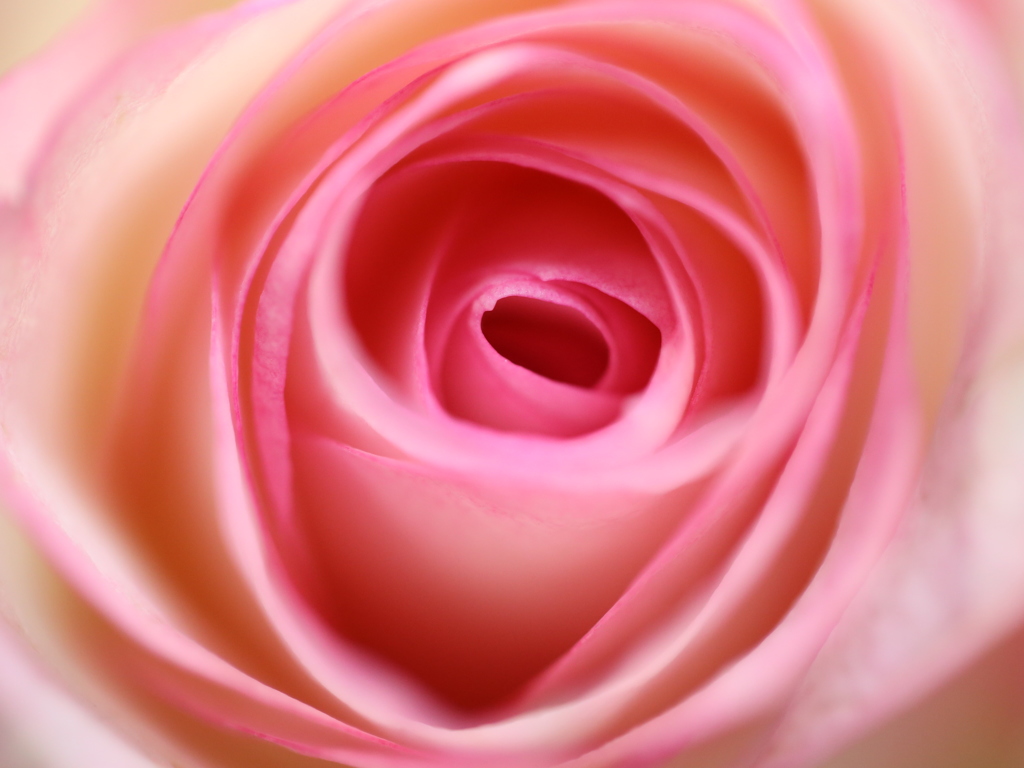 ピンクの薔薇