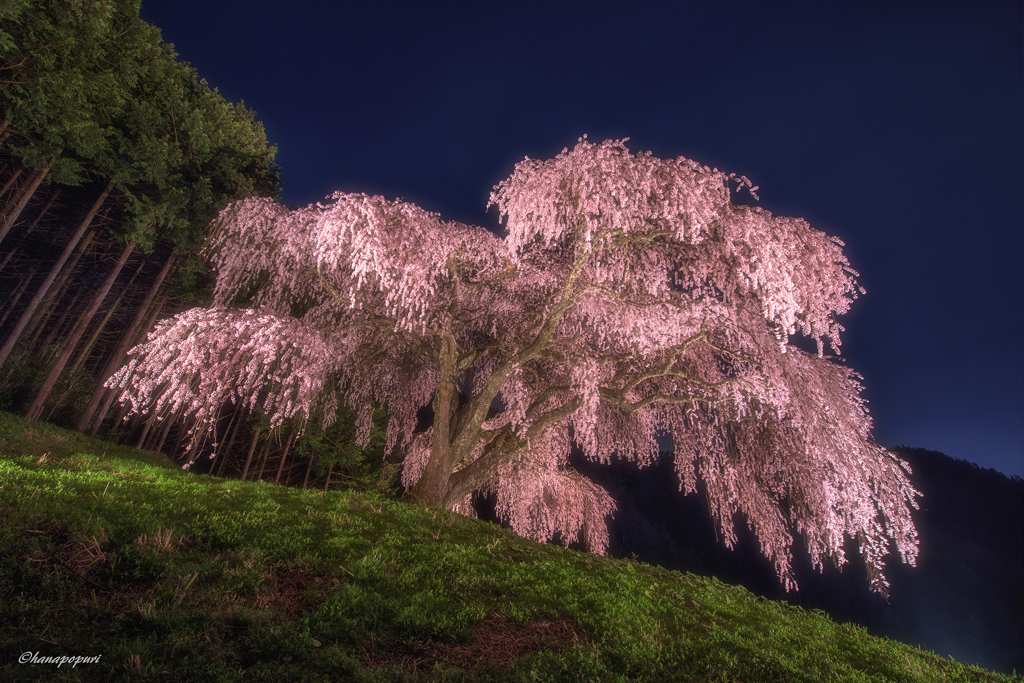 夜桜