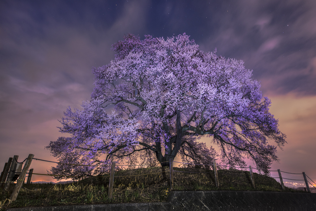 わに塚の桜