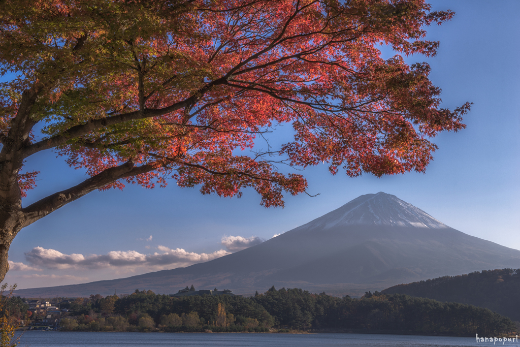 紅葉と富士