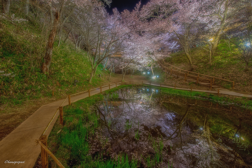 リフレクション【桜】