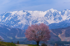 白馬三山と一本桜
