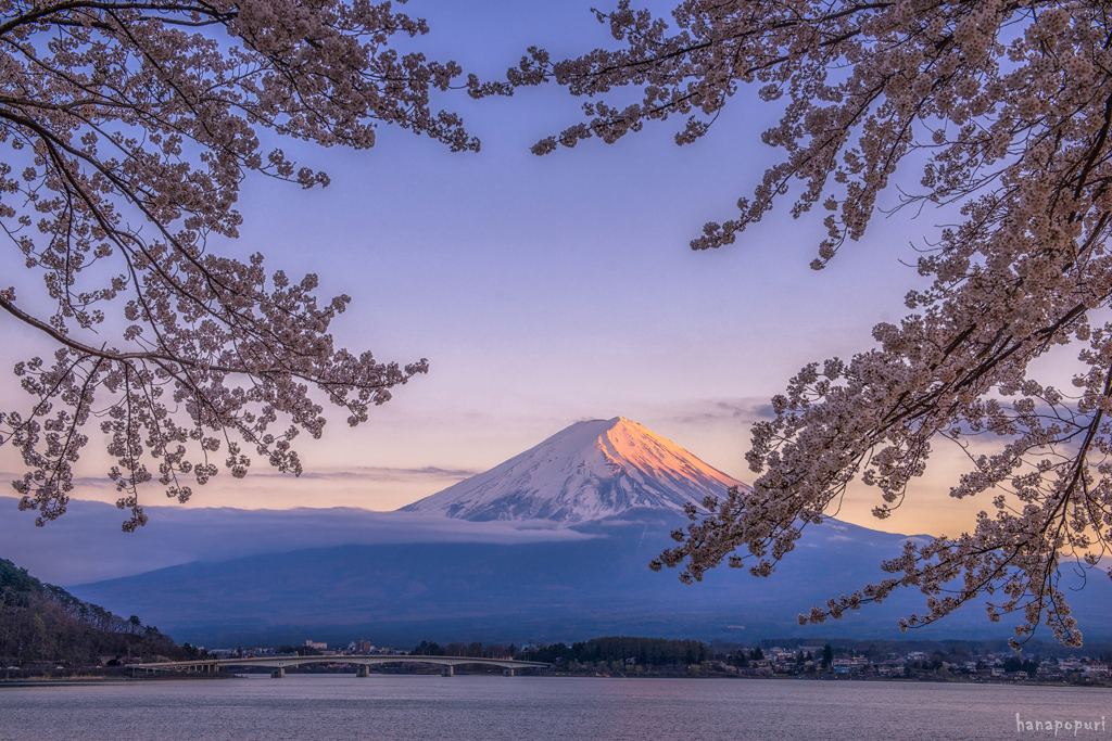 富士と桜