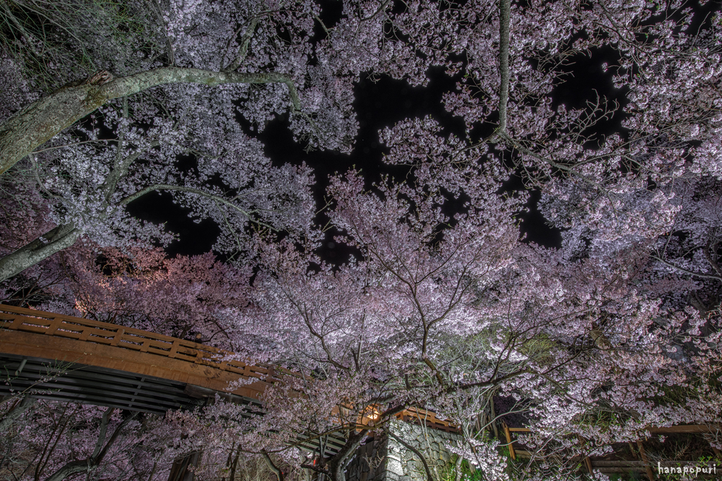 夜桜