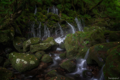 苔生す