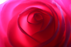 ピンクの薔薇II