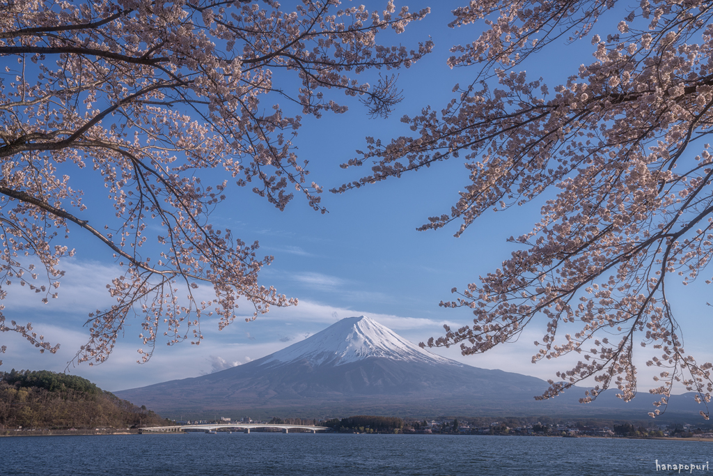 桜と富士