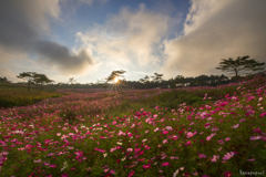 「秋桜」