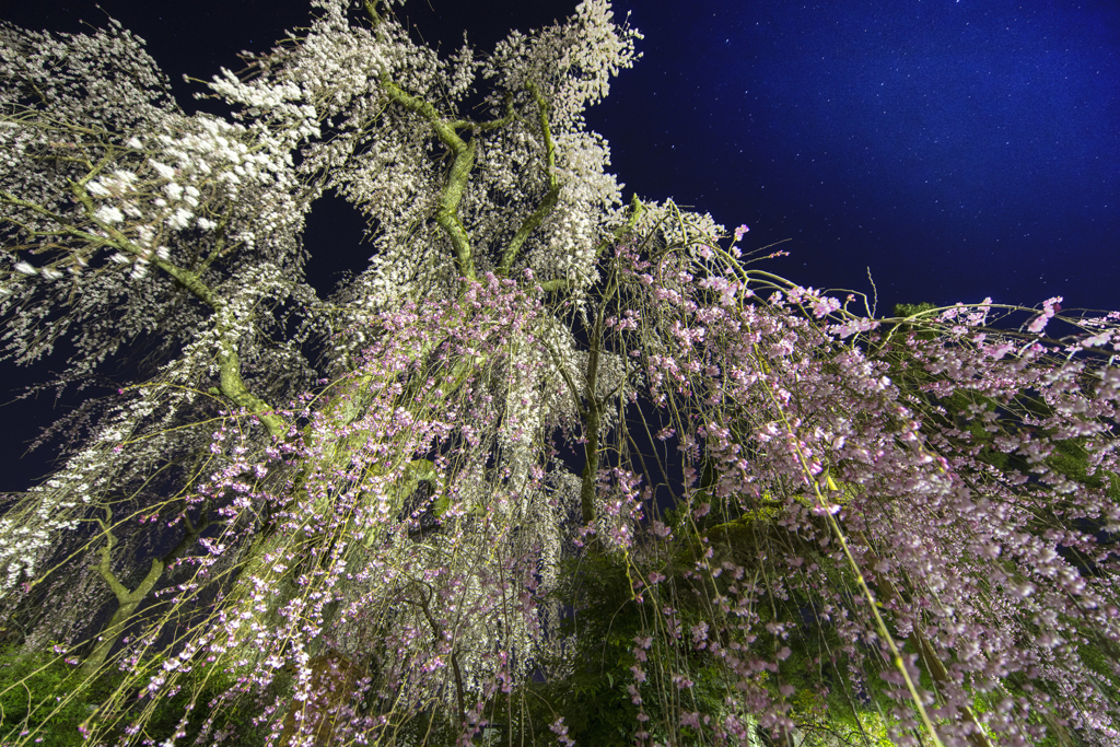 身延山久遠寺 しだれ桜 By Hanapopuri Id 写真共有サイト Photohito 身延山久遠寺 しだれ桜 By Hanapopuri Id 写真共有サイト Photohito