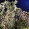 身延山久遠寺【しだれ桜】