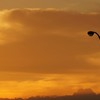 夕焼け