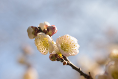 梅の花