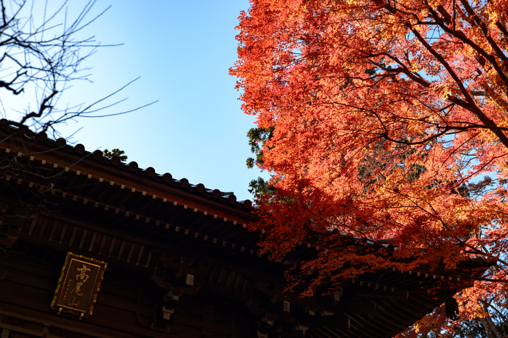 高尾山の紅葉