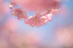 河津桜