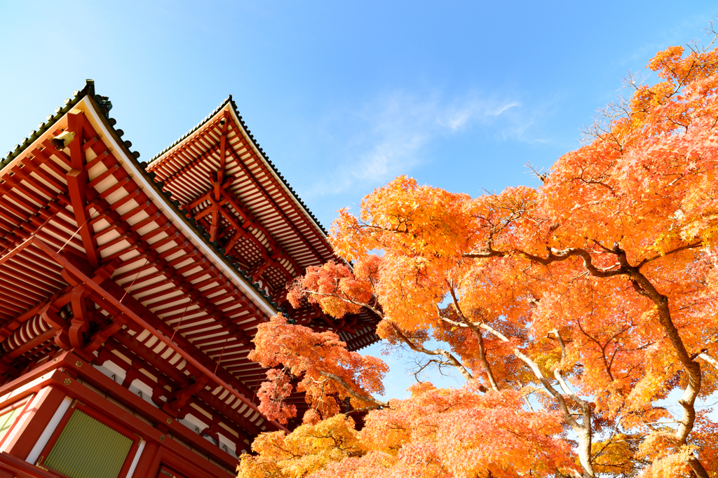 成田山 新勝寺の紅葉 2