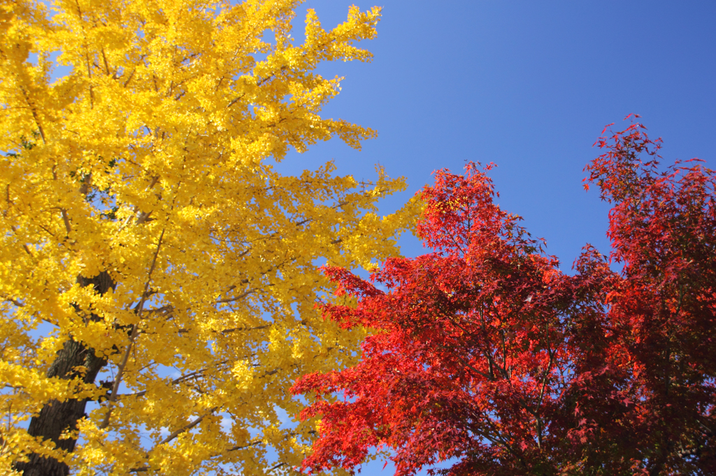 今日の紅葉2_14/11/22