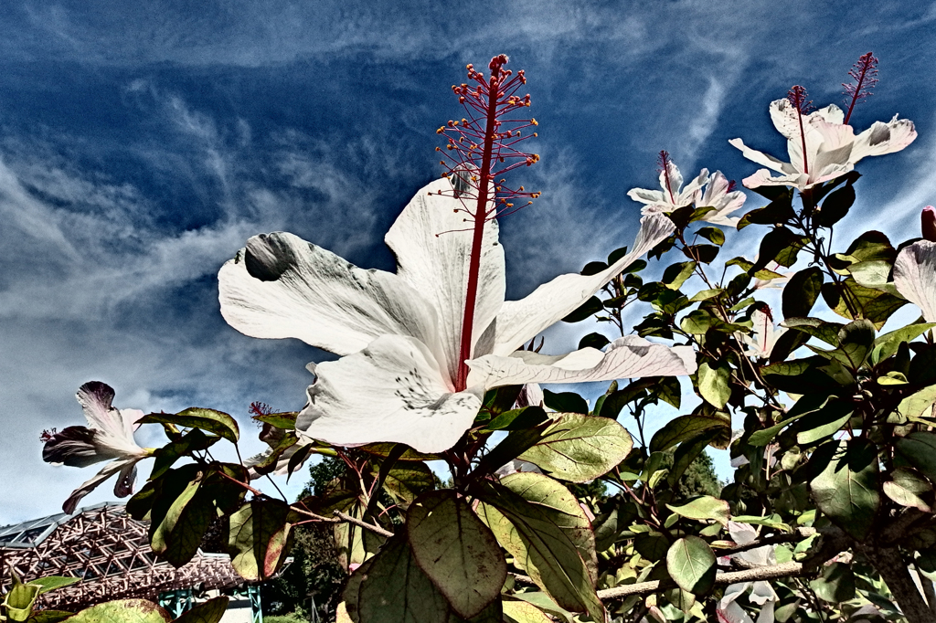 ハイビスカス_モードＤ