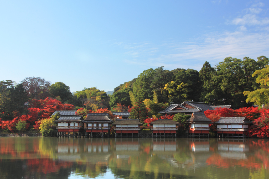 今日の紅葉1_14/11/22