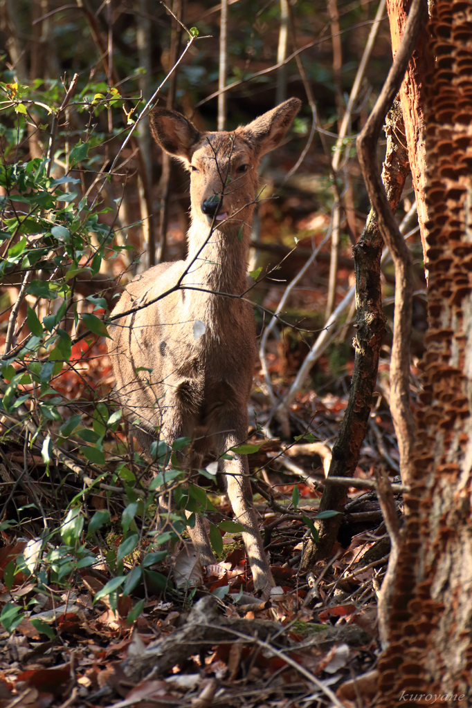 シカ_20151231-2