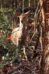 シカ_20151231-2