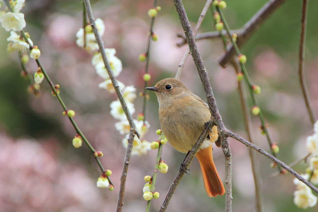 梅とジョウビタキ