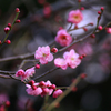 梅_その6