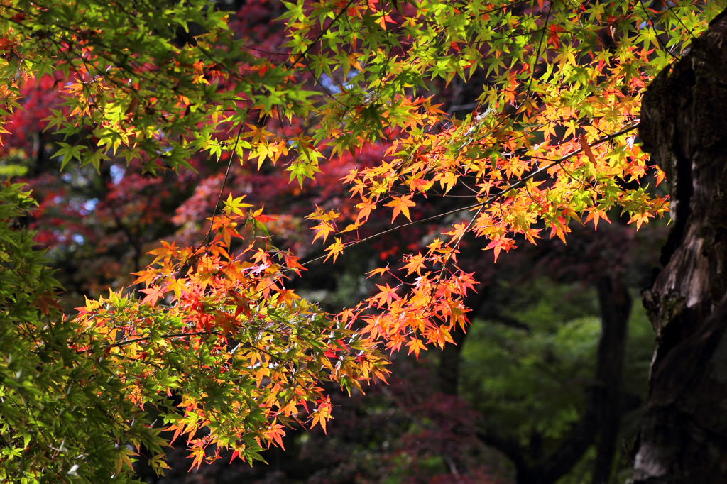 今日の紅葉2_14/11/16