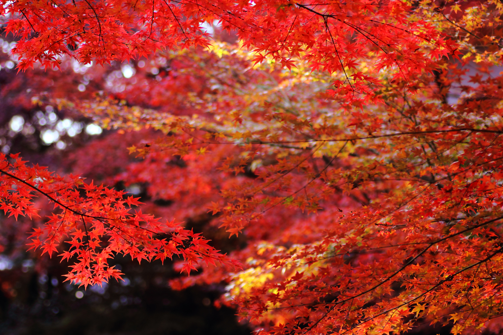 今日の紅葉2_14/11/23