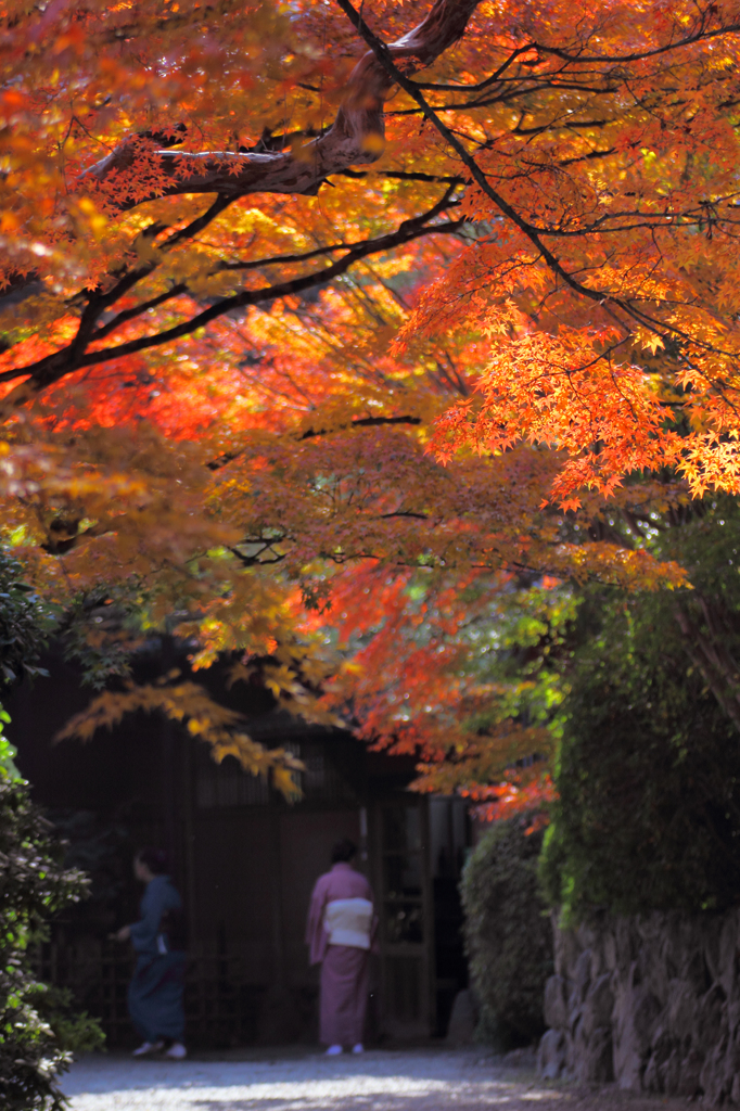 今日の紅葉1～料亭の裏側_14/11/24