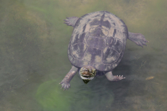 クサガメ
