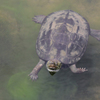 クサガメ
