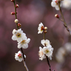 梅_その8