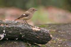 ジョウビタキ雌_160213-2