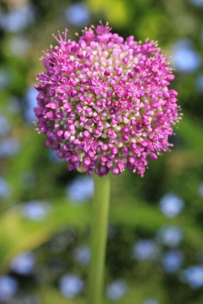 ネギの花のような…