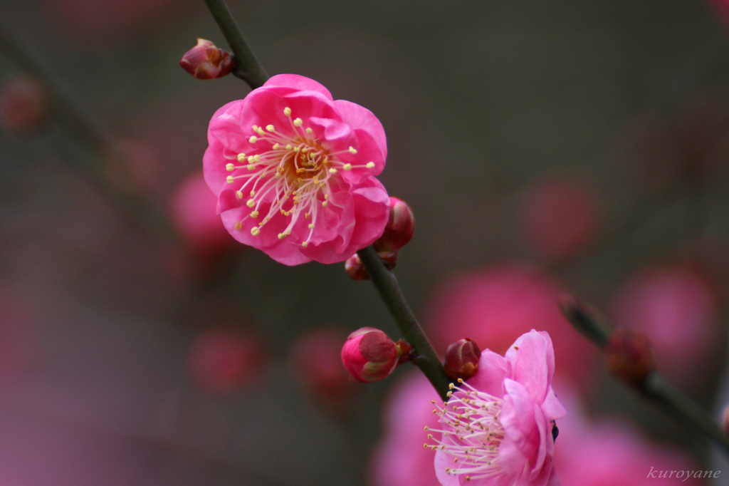 梅_その4