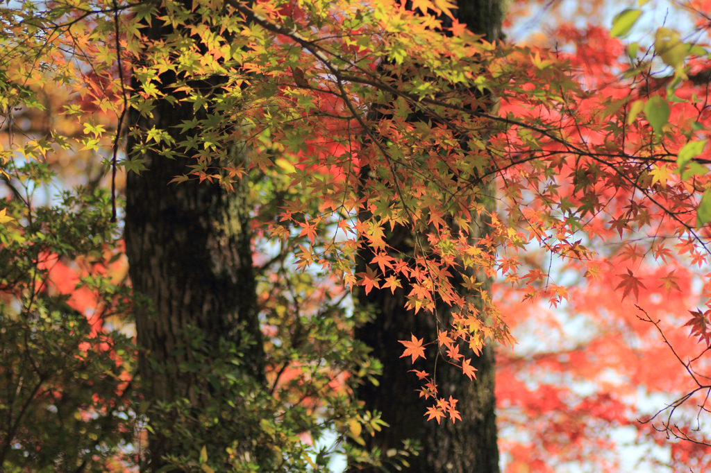 2014年紅葉09