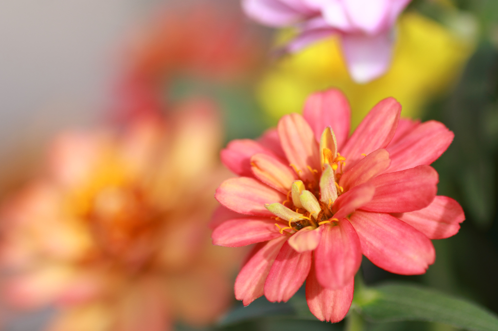 色とりどりの花