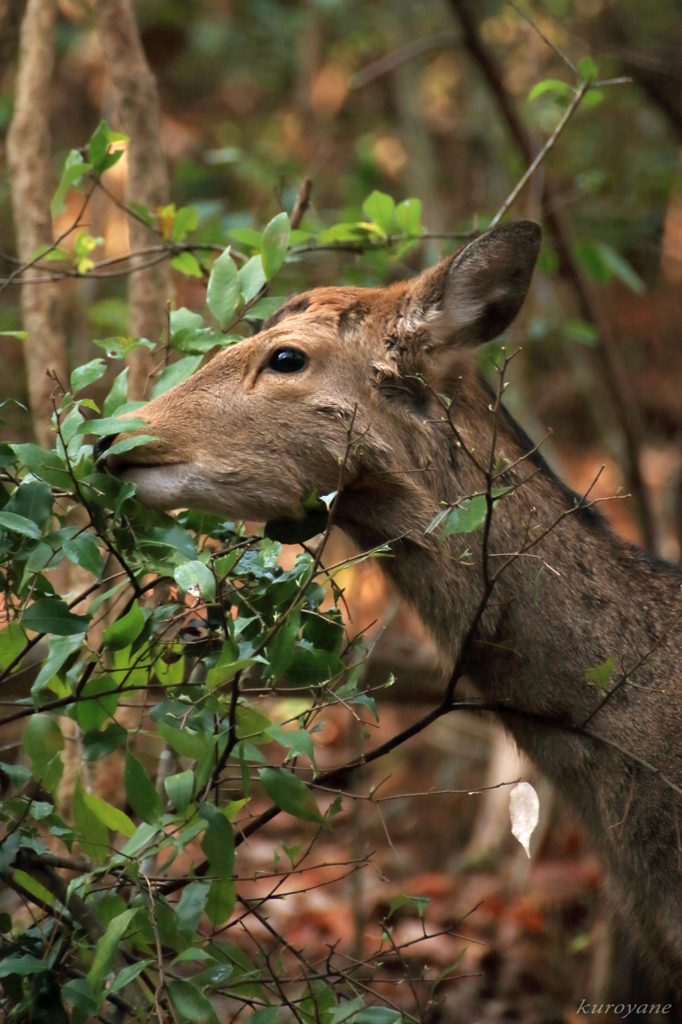 シカ_20151231-1